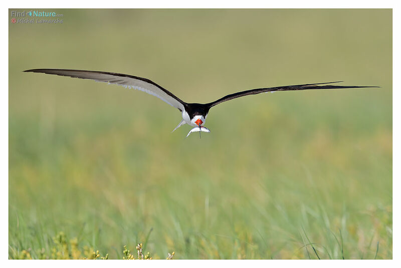 Black Skimmeradult breeding, Flight