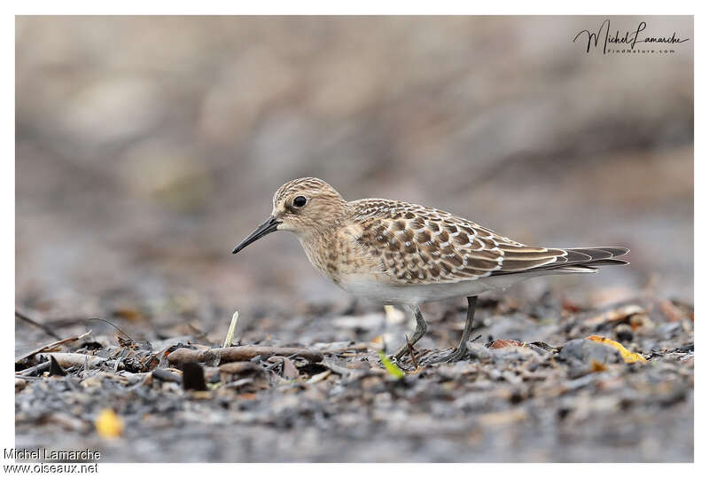 Bécasseau de Bairdjuvénile, identification