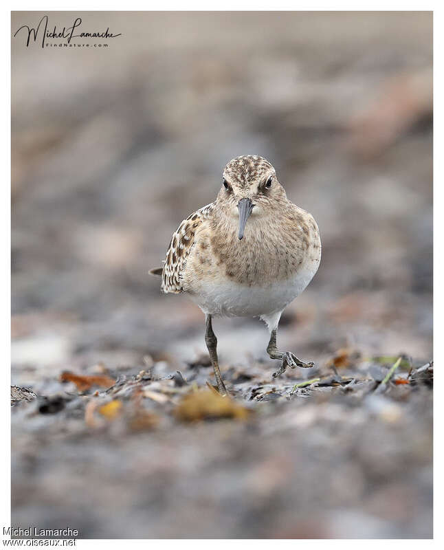 Baird's Sandpiperjuvenile, close-up portrait