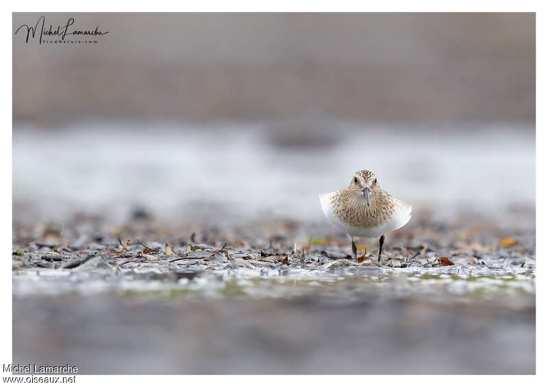 Baird's Sandpiper, close-up portrait