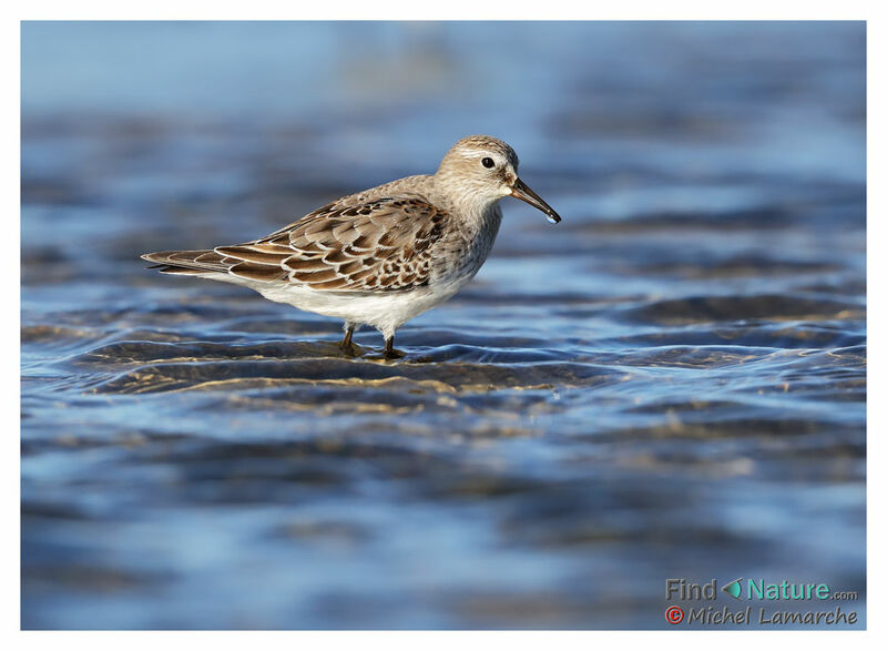 White-rumped Sandpiper