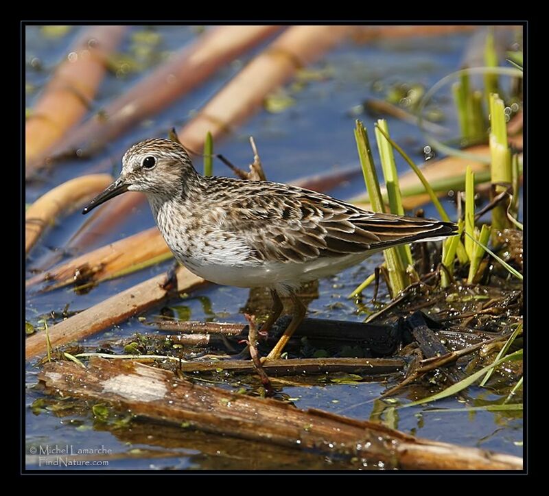 Least Sandpiper