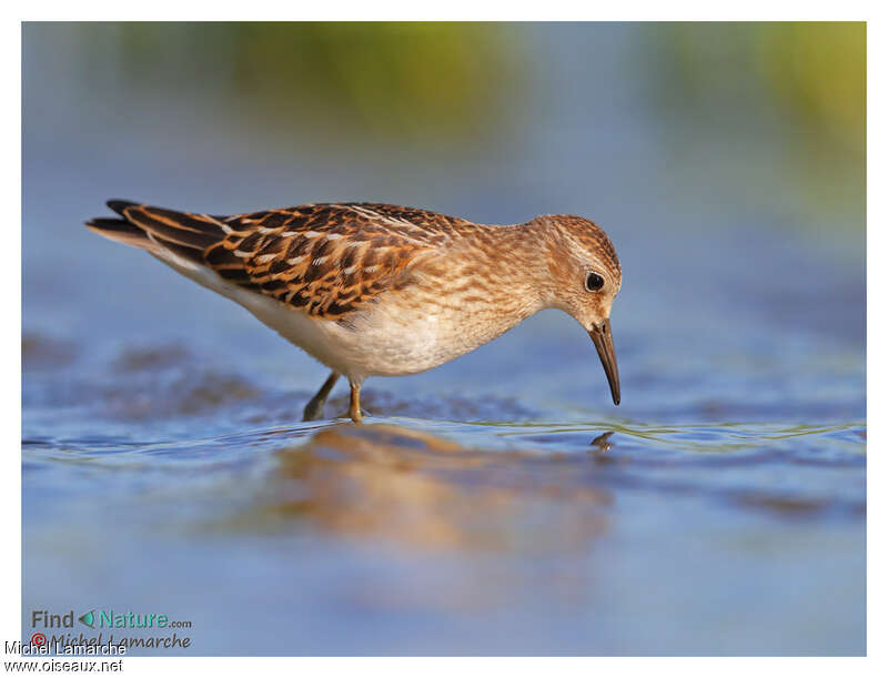 Bécasseau minusculejuvénile, pigmentation, pêche/chasse