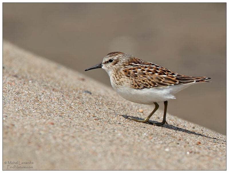 Least Sandpiper