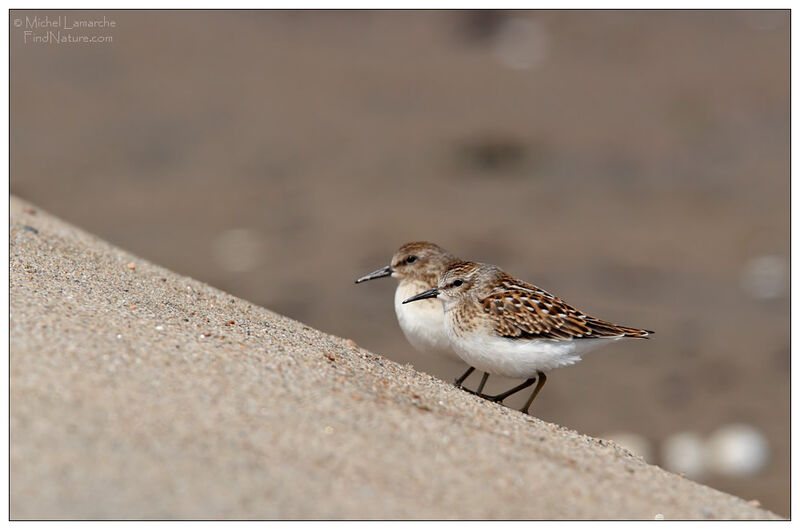 Least Sandpiper