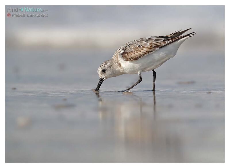 Sanderling