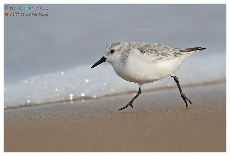 Sanderling