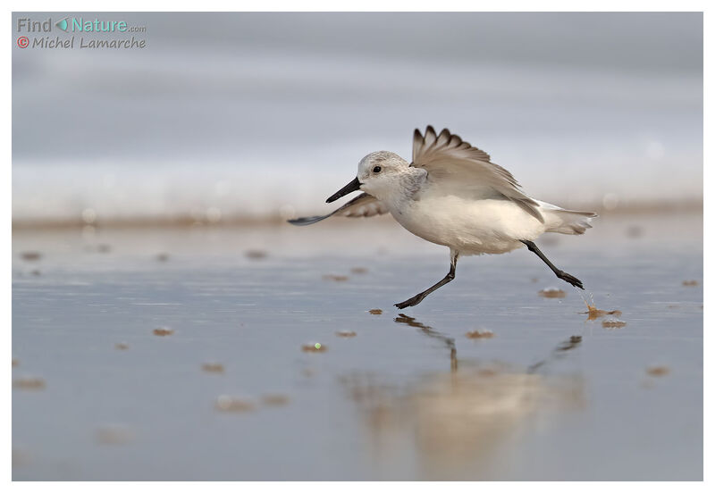 Sanderling