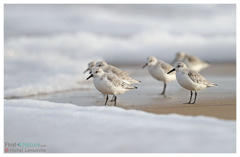 Bécasseau sanderling