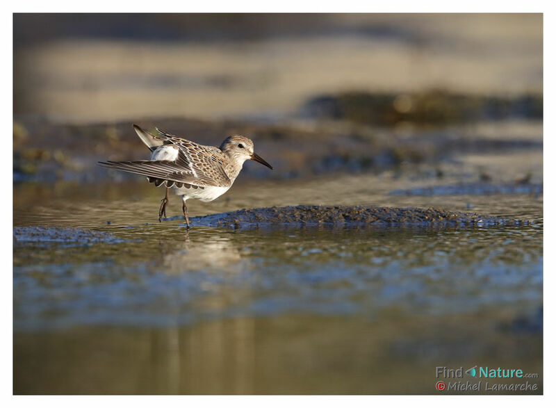 Semipalmated Sandpiper