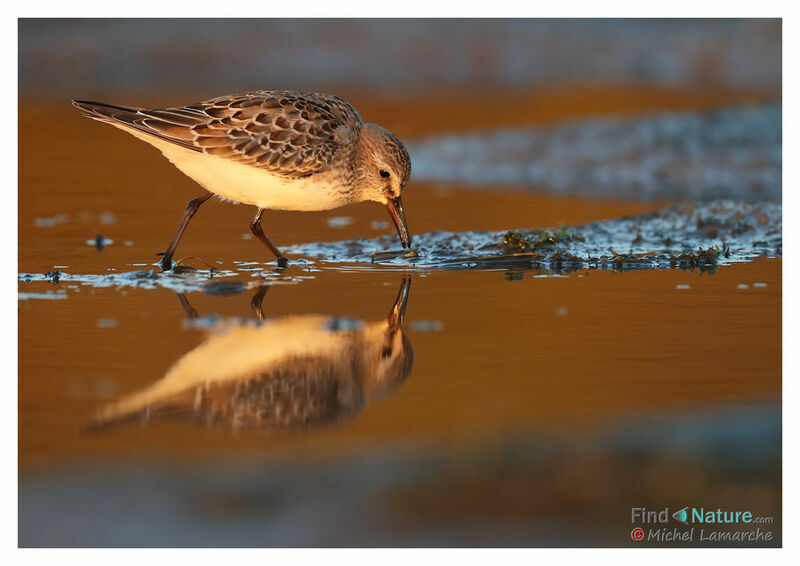 Semipalmated Sandpiper