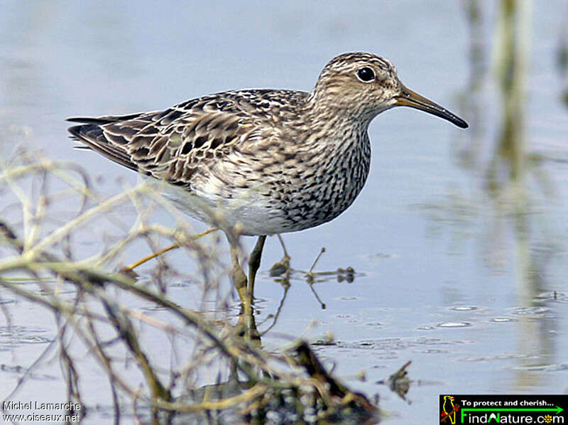 Bécasseau tachetéadulte, identification