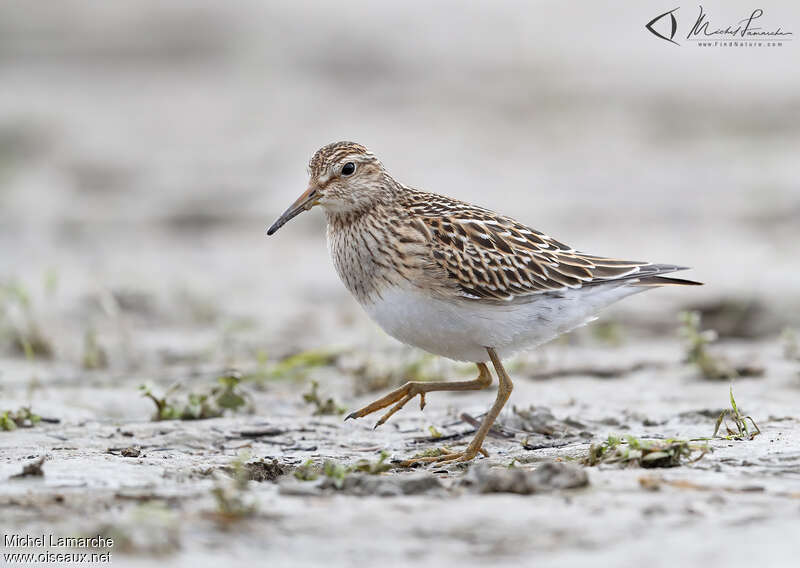 Pectoral Sandpiperadult, identification