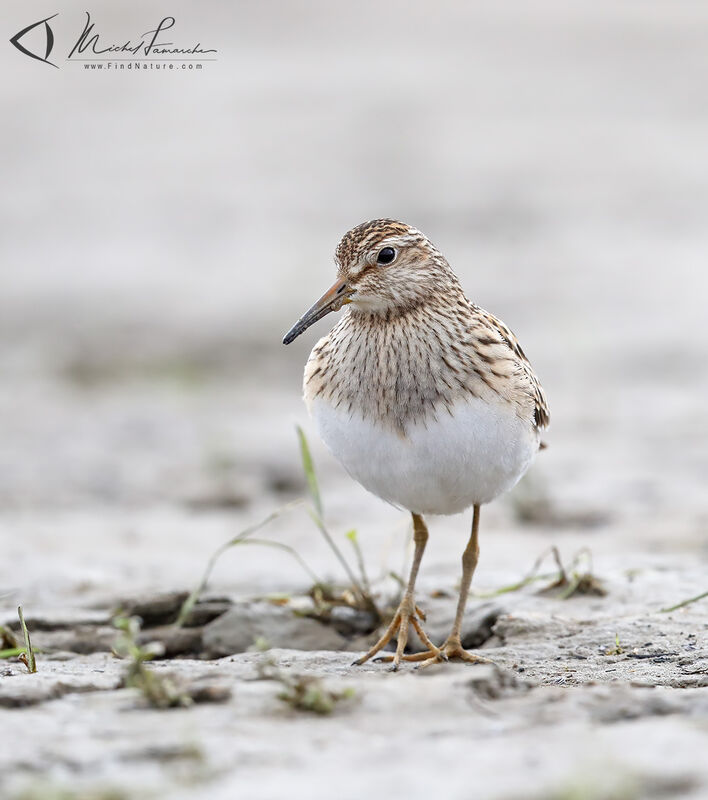 Pectoral Sandpiper