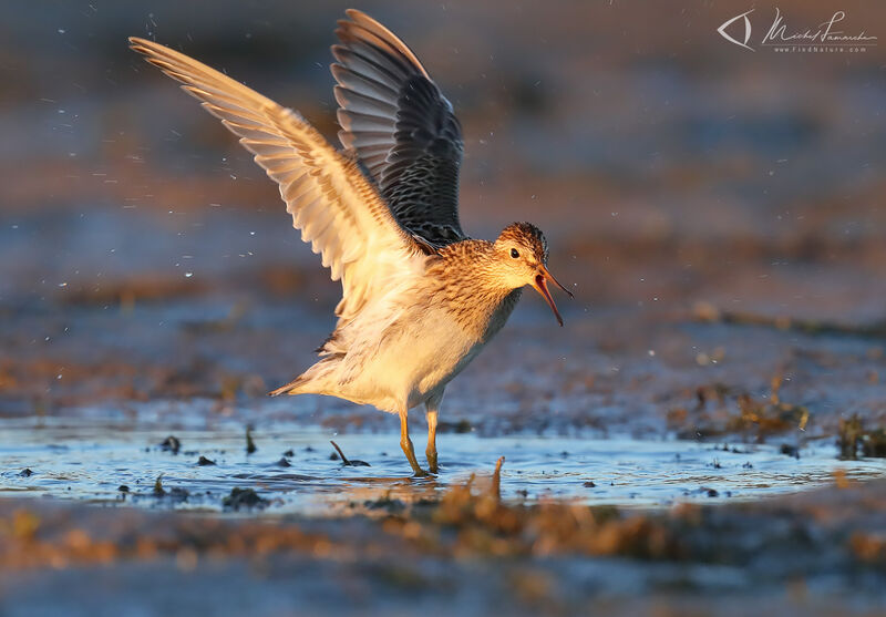 Pectoral Sandpiper