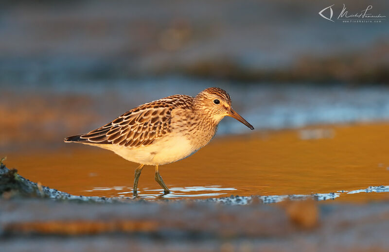 Pectoral Sandpiper