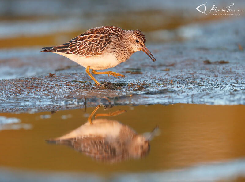 Pectoral Sandpiper