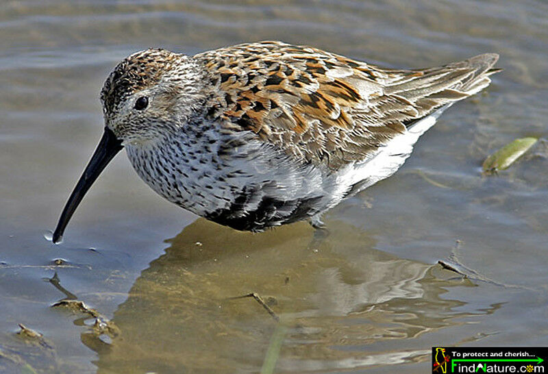 Bécasseau variable, identification, habitat