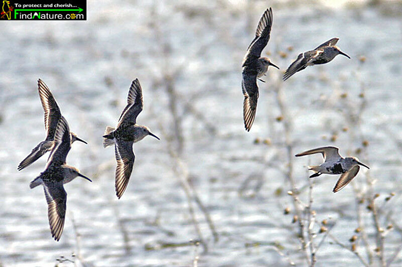 Dunlin