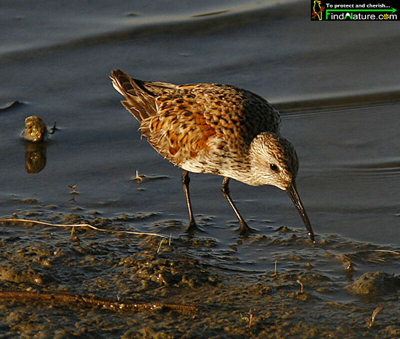 Dunlin