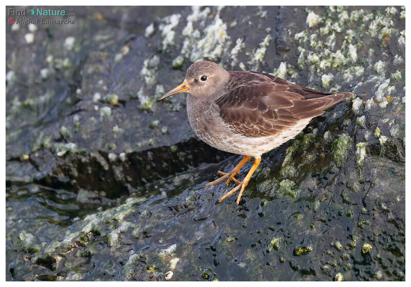 Purple Sandpiperadult post breeding