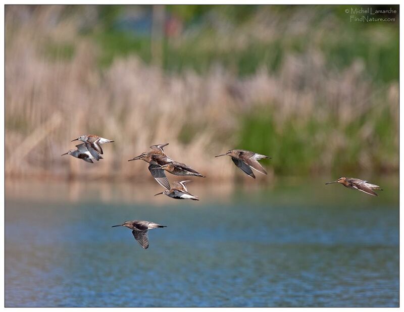 Short-billed Dowitcher, Flight