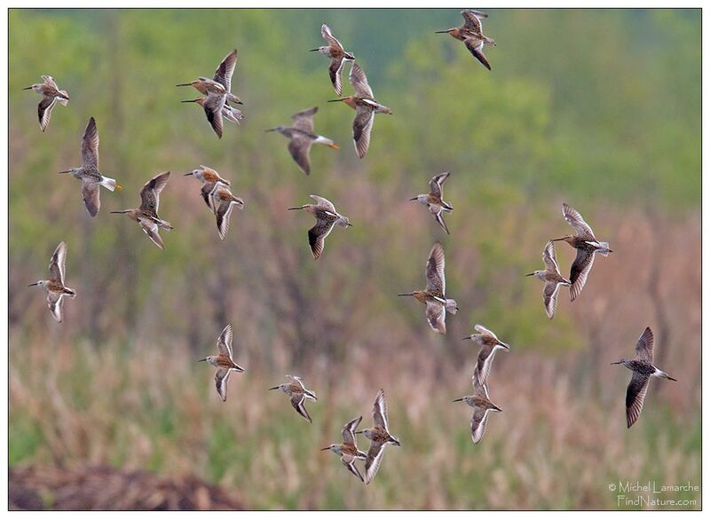 Short-billed Dowitcher