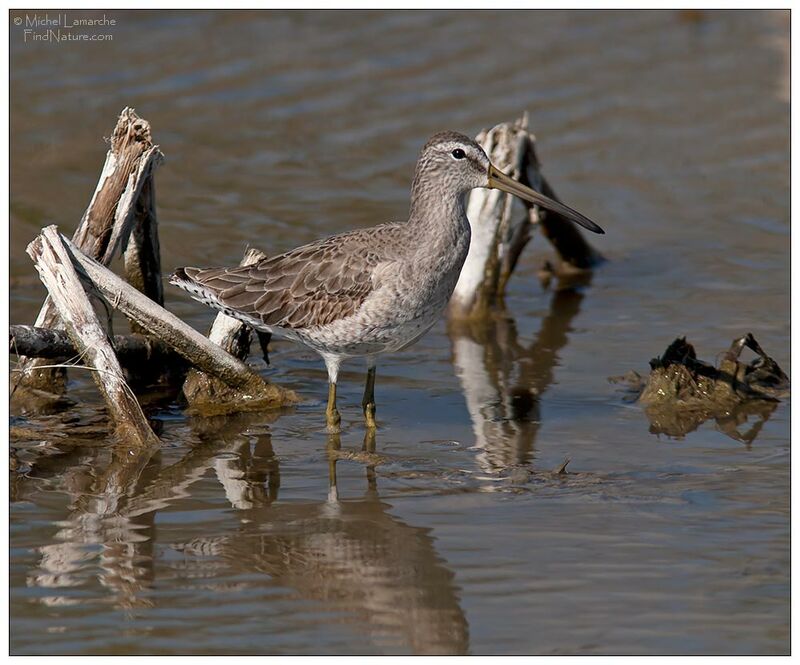 Short-billed Dowitcher