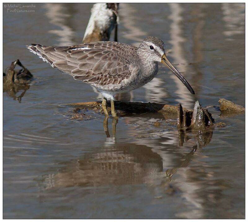 Short-billed Dowitcher