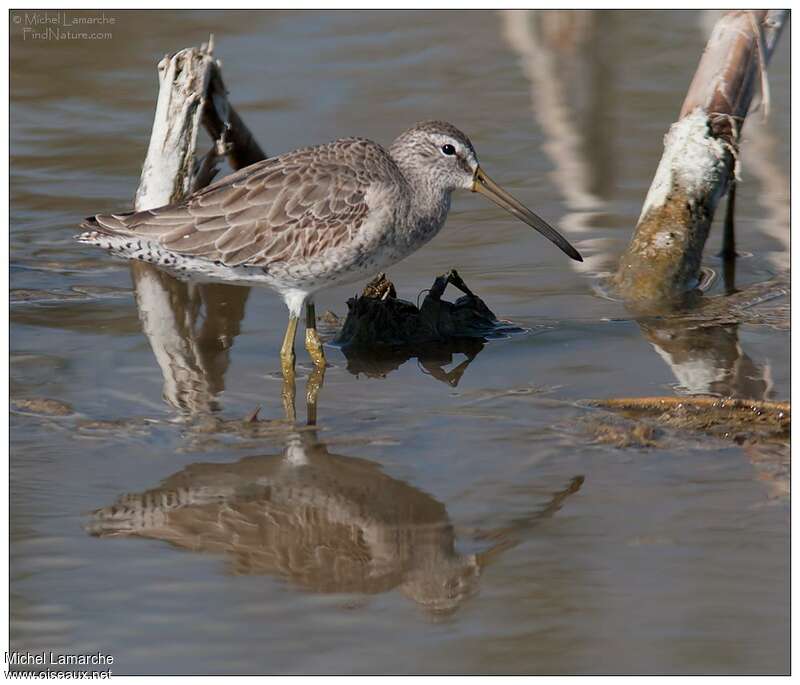 Short-billed Dowitcheradult post breeding, identification