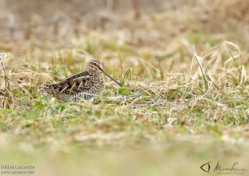 Wilson's Snipeadult, habitat, pigmentation