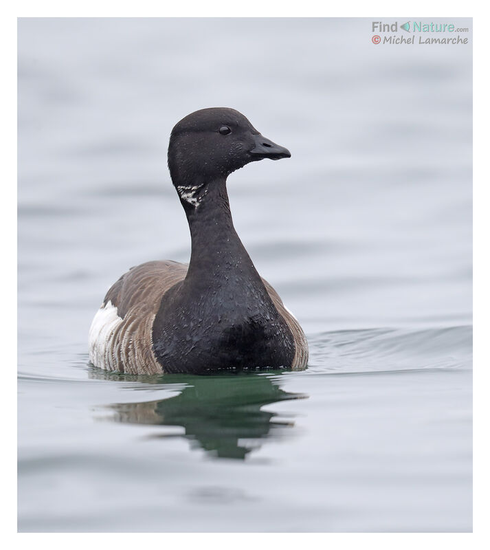 Brant Goose