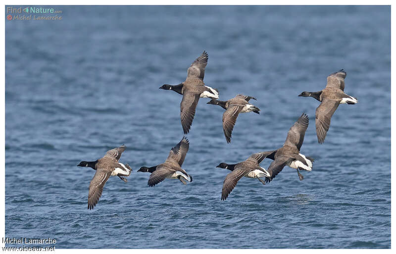 Brant Goose, Flight