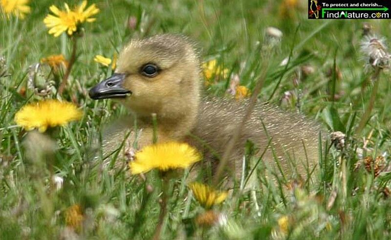 Canada Goose