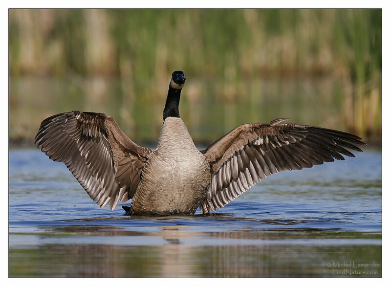 Canada Goose