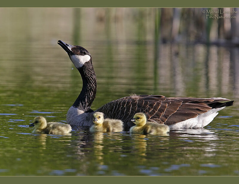 Canada Goose