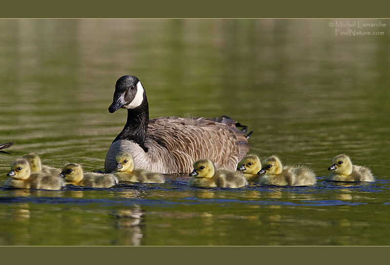 Canada Goose