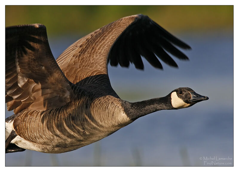 Canada Goose