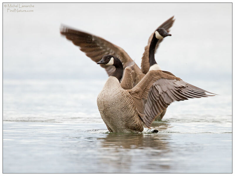 Canada Goose