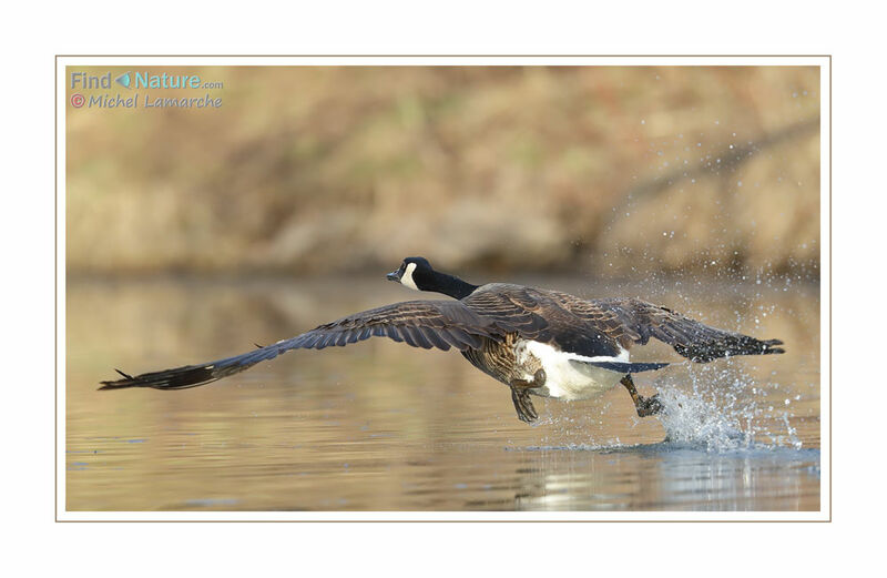 Canada Goose, Flight