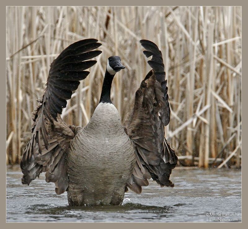 Canada Goose