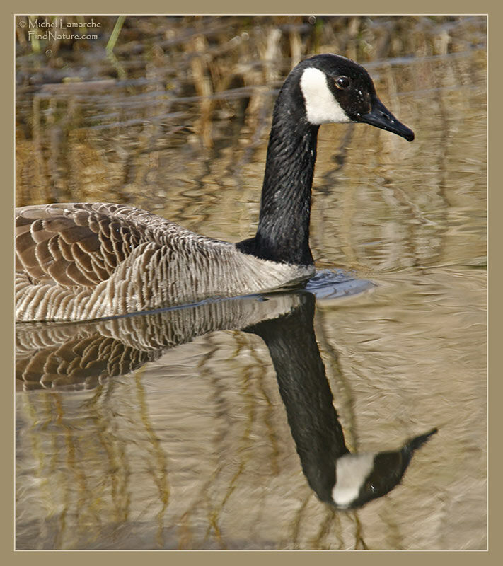 Canada Goose