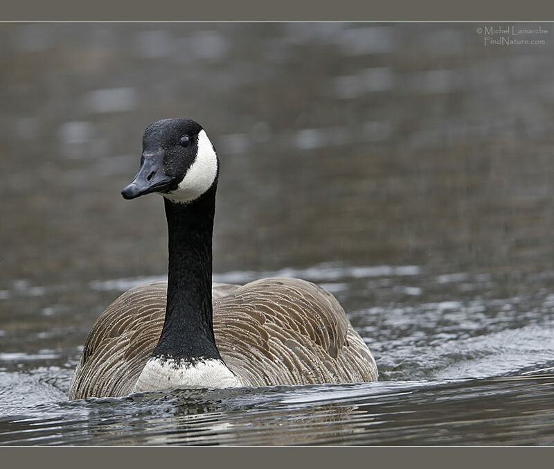 Canada Goose