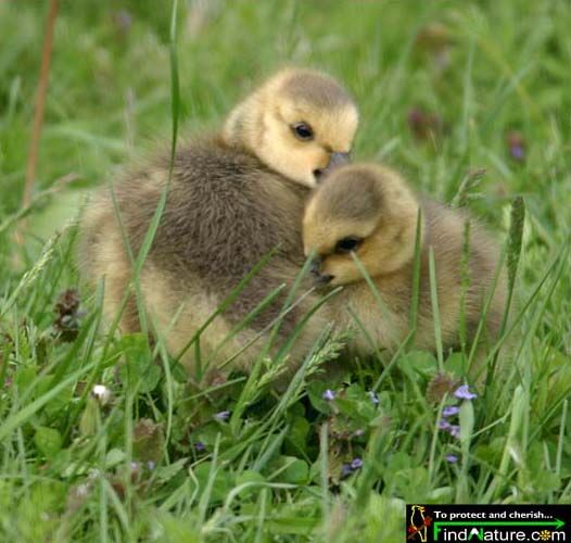 Canada Goose