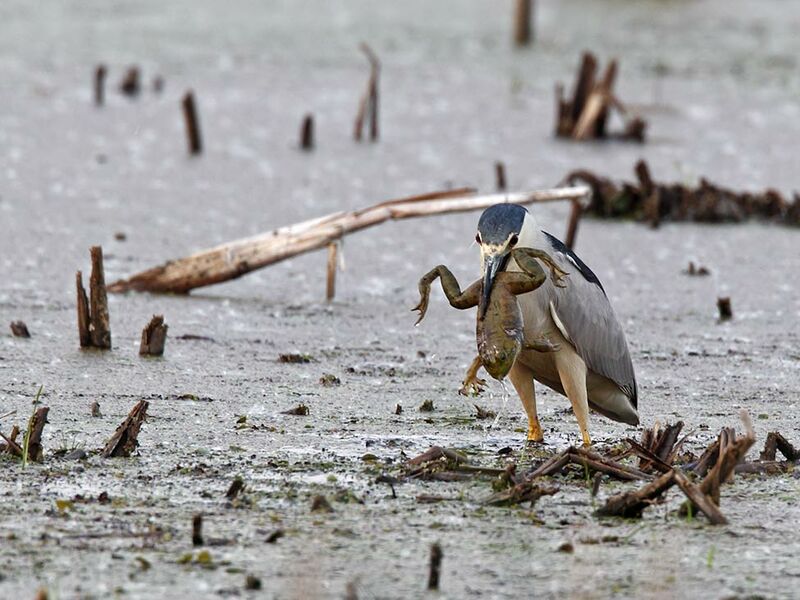 Black-crowned Night Heron