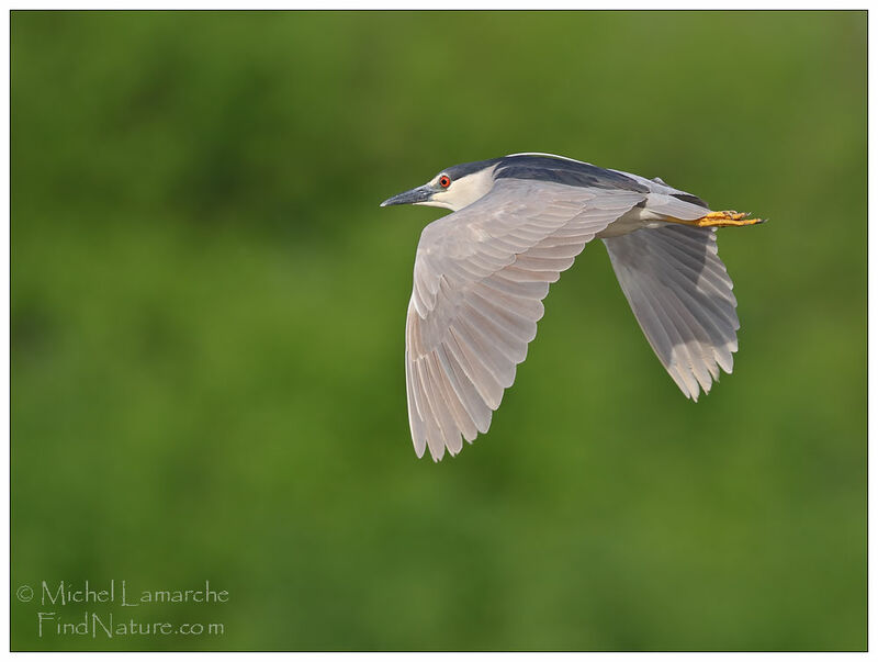 Black-crowned Night Heron, Flight