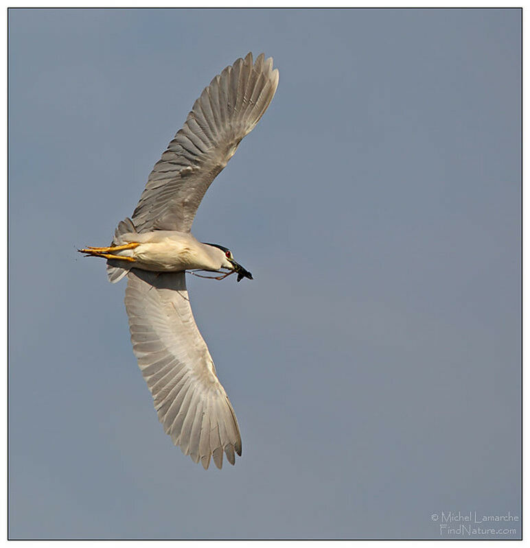 Black-crowned Night Heron, Flight