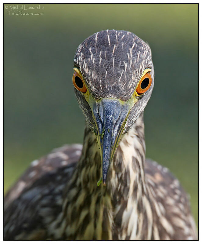 Black-crowned Night Heronimmature