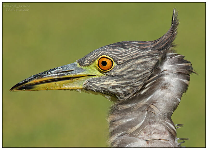 Black-crowned Night Heronimmature