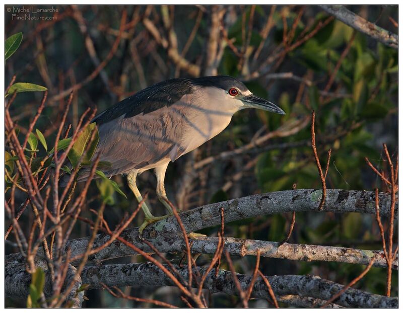 Black-crowned Night Heron